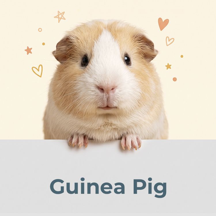 Avont for Guinea pigs